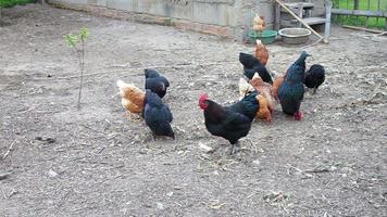 galinhas comendo em uma fazenda