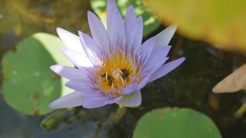 Bienen in einer Blume video