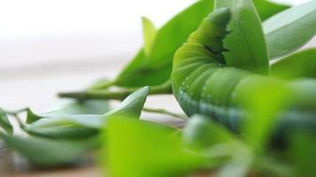 Green caterpillar on a leaf video