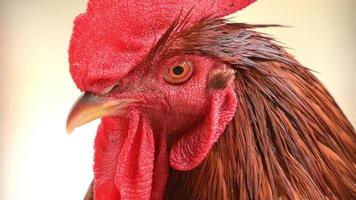 Close Up On A Rooster's Face video