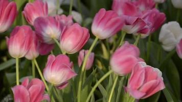 roze en witte tulpenbloesem video