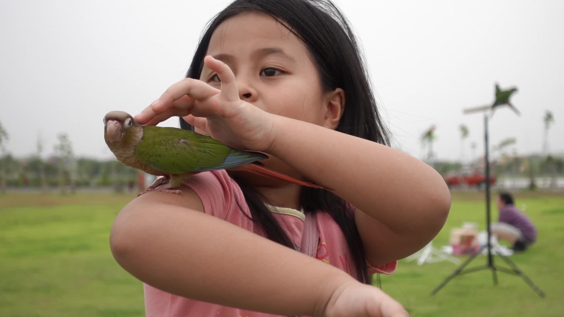 What Type of Bird Is Ari? – Green-Cheeked Conure – Nature Blog Network