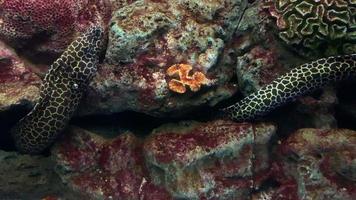 moray ål i en akvarium video