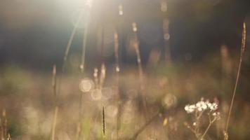 Bent grass wisp in front of sunset and moving by wind blow. video