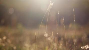 Close up of bent grass wisp. video