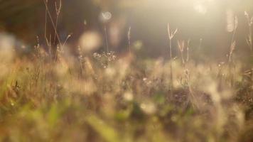 brin d'herbe courbée devant le coucher du soleil et se déplaçant par coup de vent. video