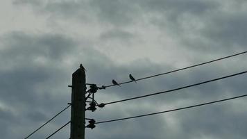 silhueta de pássaros se encontrando em um cabo elétrico
