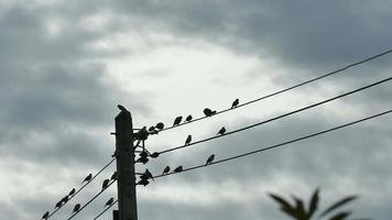 Silhouette d'oiseaux réunis sur un câble électrique video