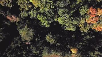 Aerial top down view of trees in 4K video