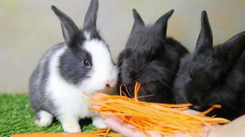 Beaux jeunes lapins 1 mois mangeant des carottes de main de dame video