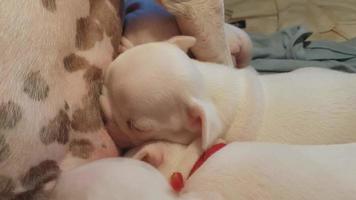 Neugeborene französische Bulldoggenwelpen kämpfen um das Stillen video