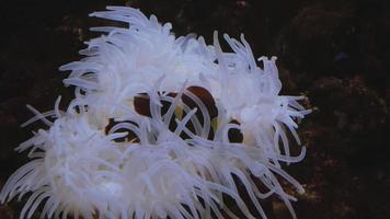 Peces en el acuario escondidos en una anémona video