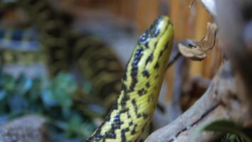 pythons lisses dans un aquarium video