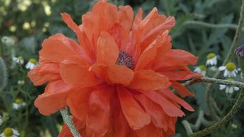 des coquelicots écarlates se balancent dans la brise d'été video