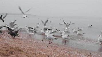 una colonia de gaviotas y algunas palomas video