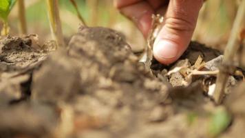 jordbrukare gräver upp ett huvud vitlök video