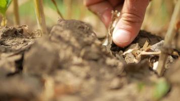 agriculteur déterre une tête d'ail video