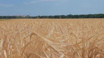 un campo di segale che ondeggia al vento video