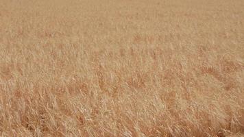 el viento jugando en un campo de centeno video