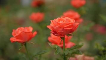 rosa Rosen wiegen sich im Wind video