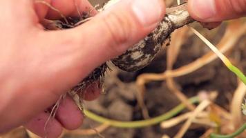 Hände, die Schmutz von frischem Knoblauch entfernen video