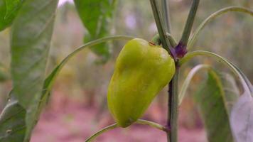 groene peper en lieveheersbeestje video