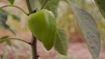 isolierte Ansicht der frischen grünen Paprika video