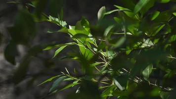 mangroveboom bladeren licht geblazen door de wind video