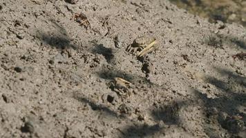 Crabs Eating Mud video