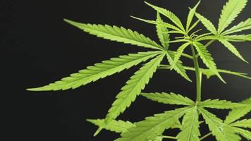 Gros plan sur la plante de cannabis sativa video