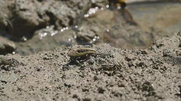 Groupe de crabes violonistes dans la boue video