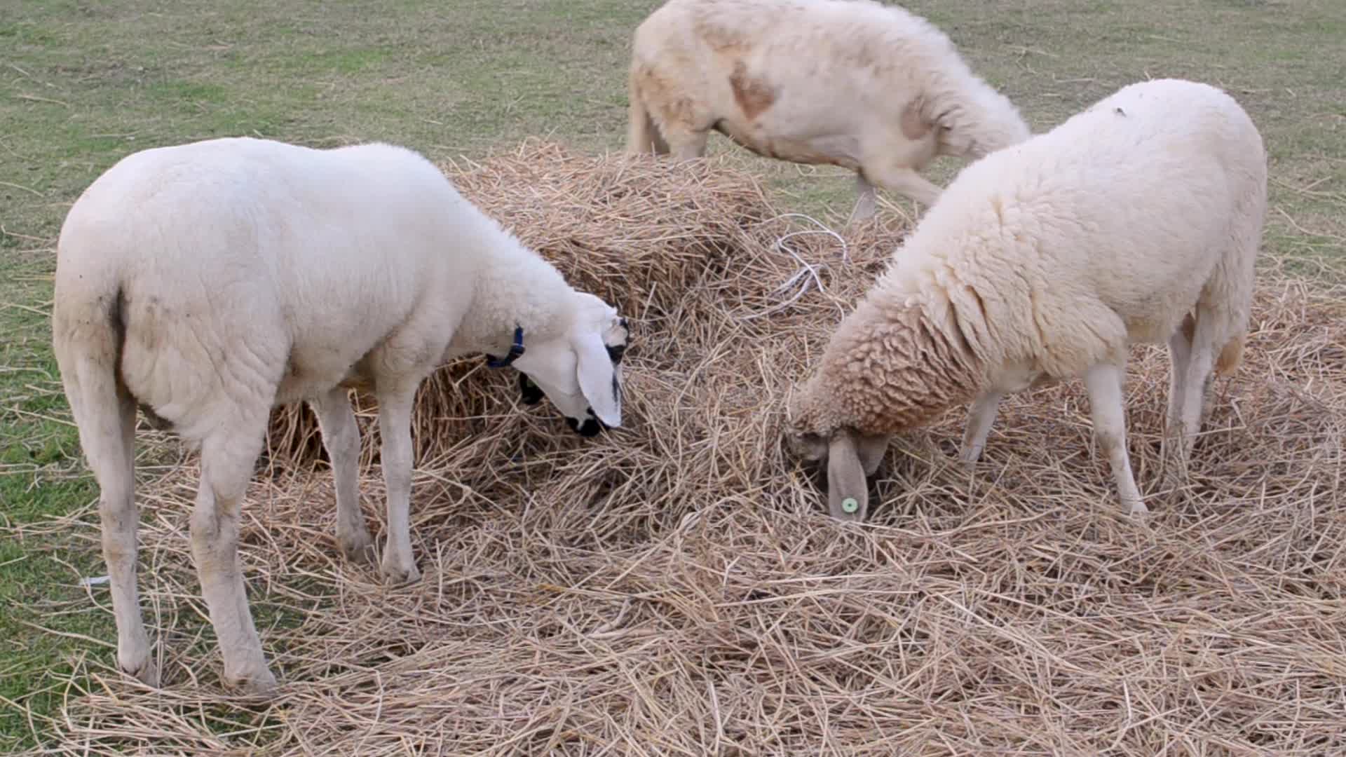 Sheep Eating Straw 1625261 Stock Video at Vecteezy