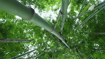 arboledas de bambú se bambolea el viento. video