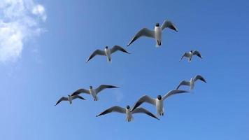 animal pássaro gaivotas voando video