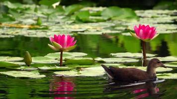 Lotusblumen und Blätter auf Wasser und kleine süße Ente video