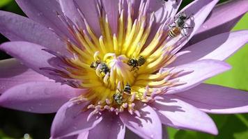 enxame de abelhas em uma flor de lótus. video