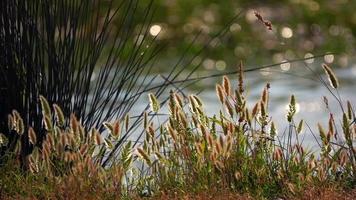 Reeds and Lake in Nature video