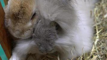 dos conejos duermen juntos en el heno