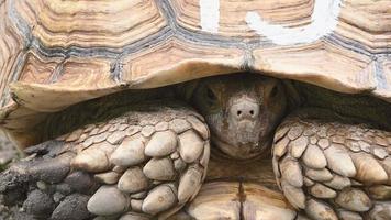 tartaruga de espora africana escondendo a cabeça na carapaça video