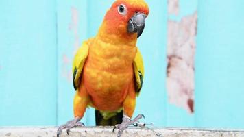 Sun Conure parrot resting on a branch video