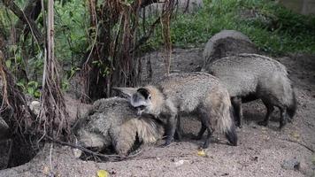 grupo de zorros de orejas de murciélago video