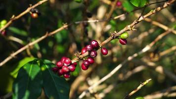 Coffee Beans on Tree video