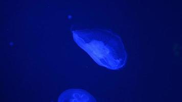 medusas nadando bajo el agua video