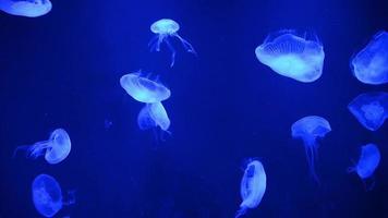 un montón de medusas nadando