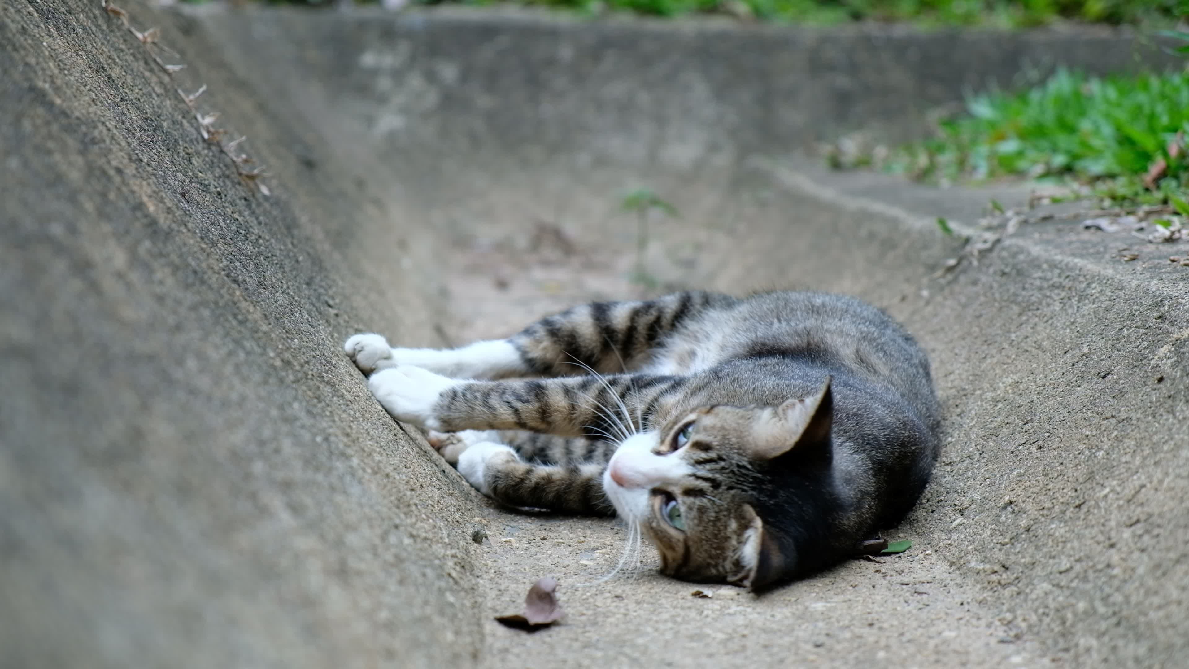 Closeup Cat Rolling on the Ground 1625503 Stock Video at Vecteezy
