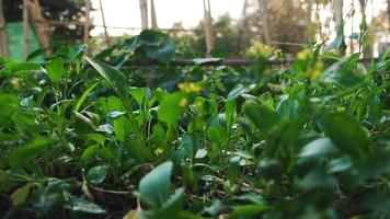 ekologiska grönsaker i trädgården video