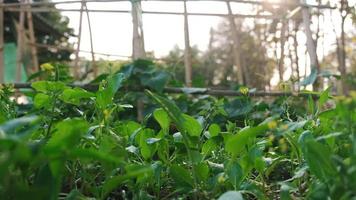 verdure biologiche in un orto domestico video