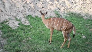 antilope nyala femelle video