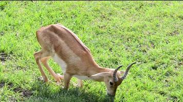 Male impala deer eating