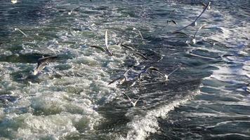 gaviotas volando y las olas del mar video